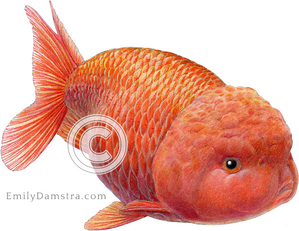 Lionhead goldfish illustration