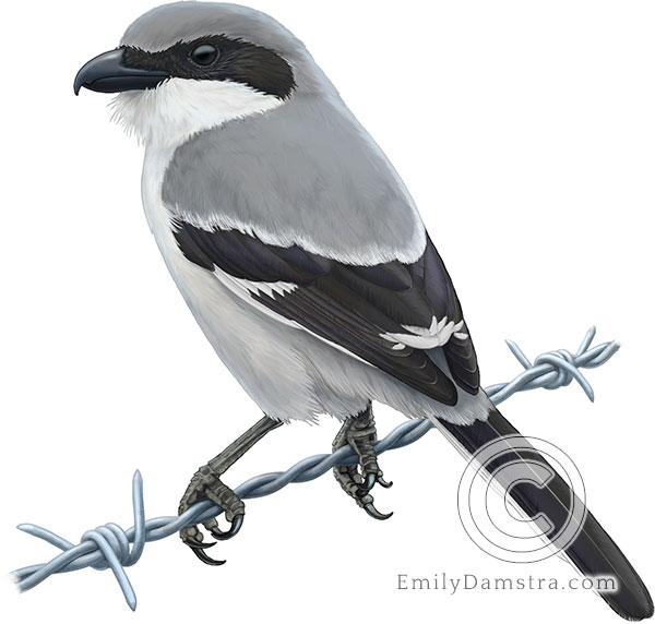 Detailed color illustration of a Loggerhead shrike perched on barbed wire