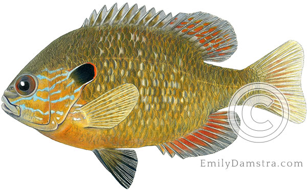 Longear sunfish Lepomis megalotis illustration