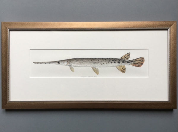 Longnose gar original artwork