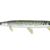 Longnose gar illustration Lepisosteus osseus