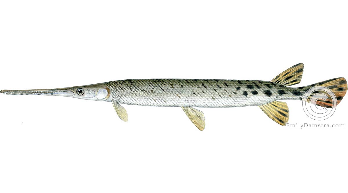 Longnose gar illustration Lepisosteus osseus