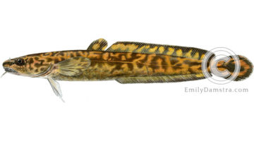 Burbot lota illustration