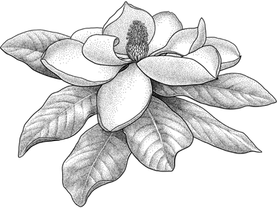 Etymology and Stippling 2 Magnolia grandifolia illustration © Emily S. Damstra