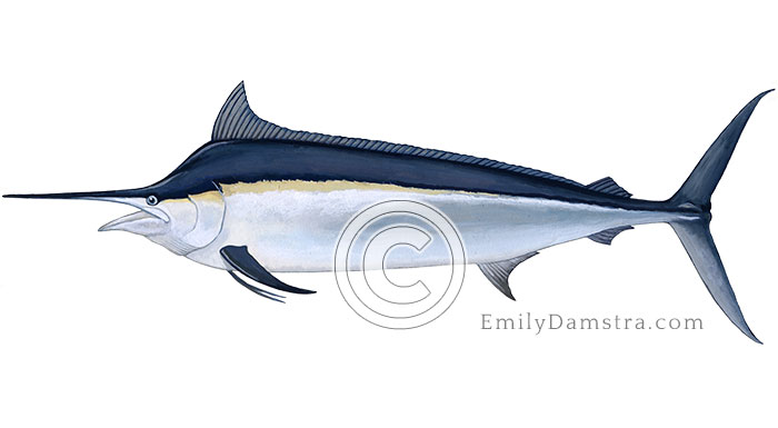 Black marlin illustration Makaira indica