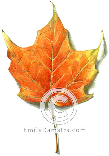 Orange maple leaf illustration