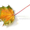 Yellow and green maple leaf illustration