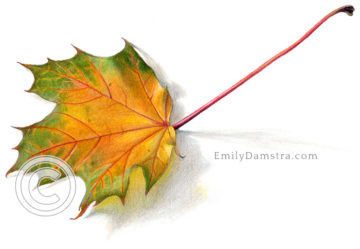Yellow and green maple leaf illustration