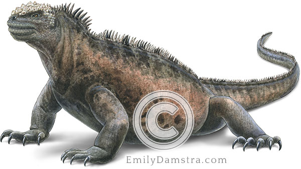 Marine iguana illustration Amblyrhynchus cristatus galapagos