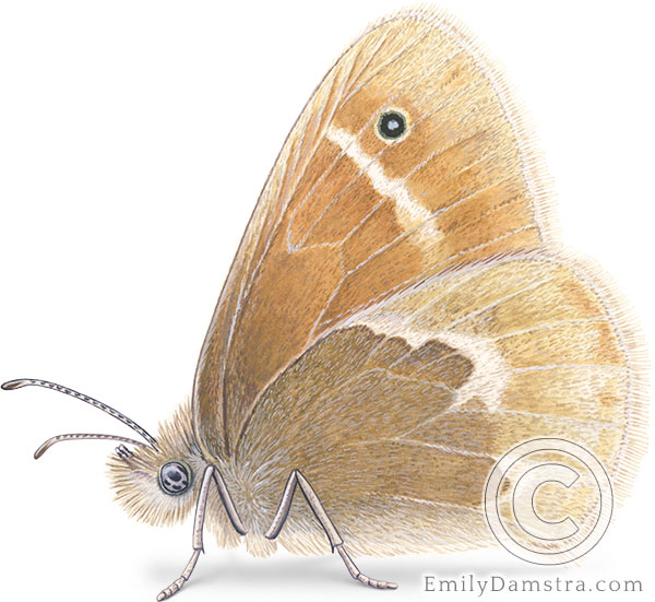 Maritime ringlet illustration Coenonympha nipisiquit