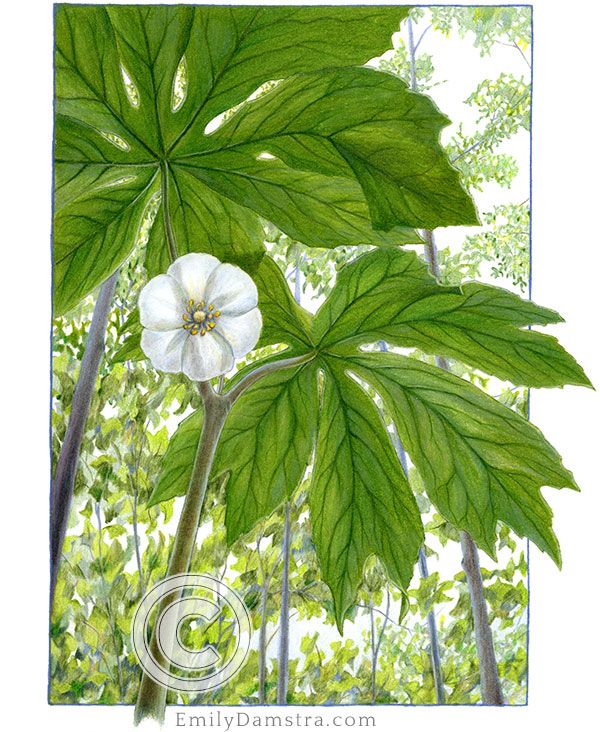 Mayapple illustration Podophyllum peltatum