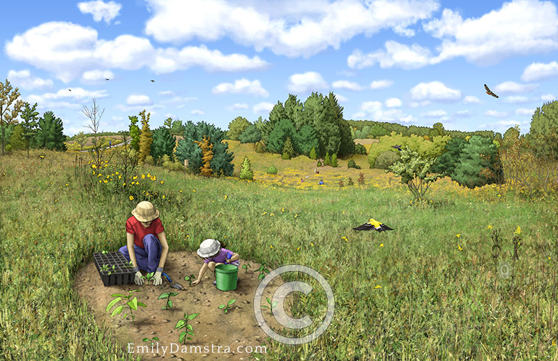 Meadow restoration illustration