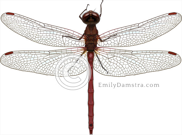 Meadowhawk dragonfly illustration Sympetrum