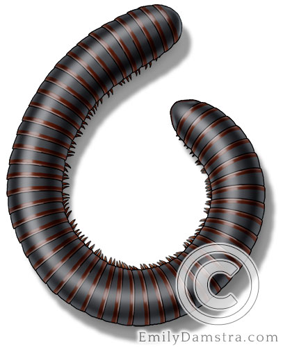 American giant millipede illustration Narceus americanus