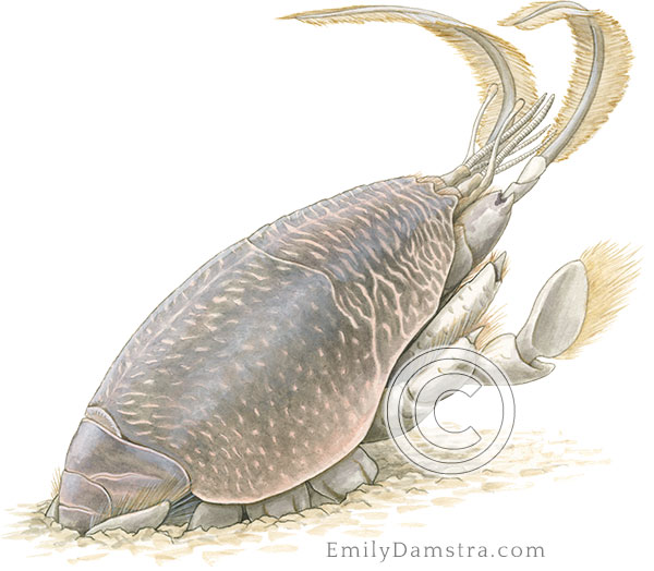 Mole crab illustration Emerita talpoida