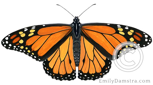 Monarch butterfly illustration Danaus plexippus