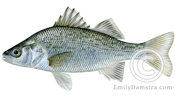 White perch Morone americana illustration