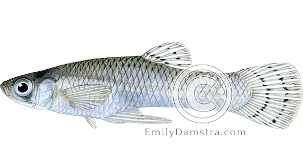 Mosquitofish illustration Gambusia affinis