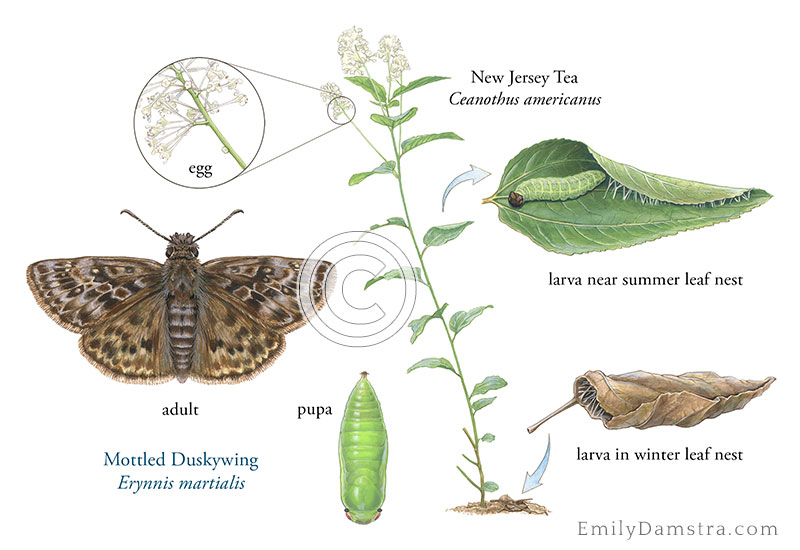 mottled duskywing life cycle revised Damstra