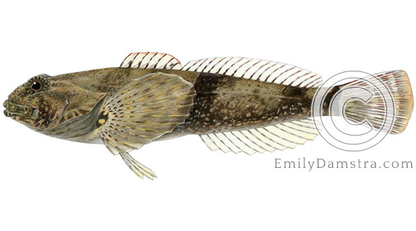 mottled sculpin cottus bairdi illustration