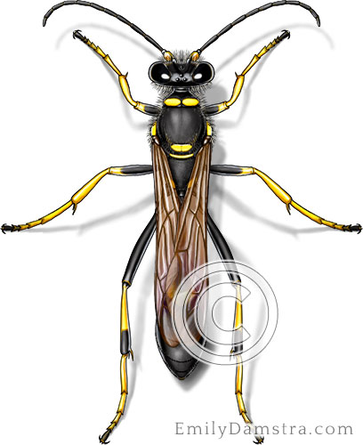 Black and yellow mud dauber illustration Sceliphron caementarium