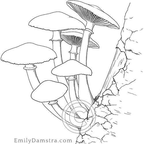 Honey mushroom Shoestring rot illustration Armillaria ostoyae