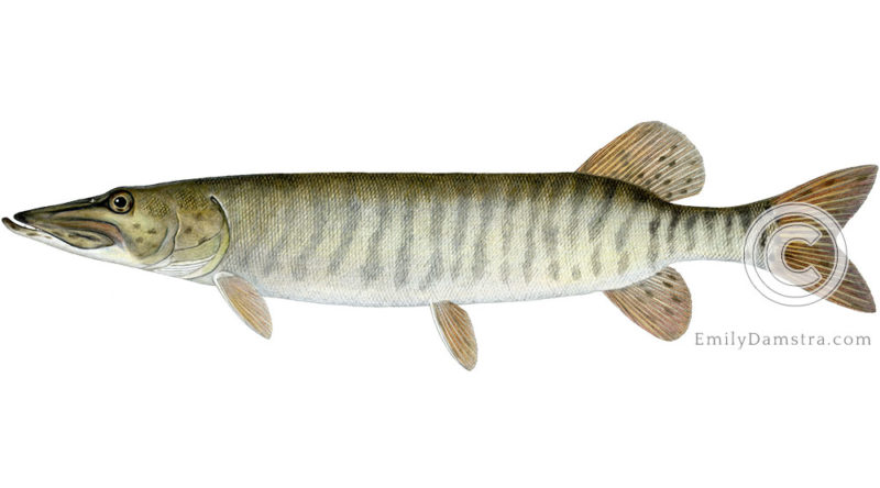 Muskellunge Esox masquinongy illustration