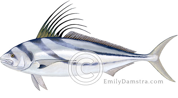 Roosterfish illustration Nematistius pectoralis