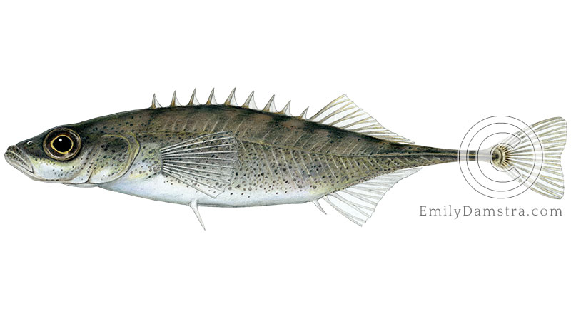 Ninespine stickleback Pungitius illustration