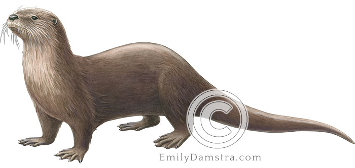 North American river otter illustration Lontra canadensis