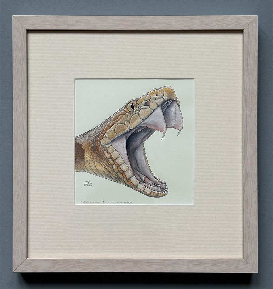 Northern copperhead original artwork 2 photo showing framed painting of a northern copperhead snake, head only, with mouth open revealing fangs