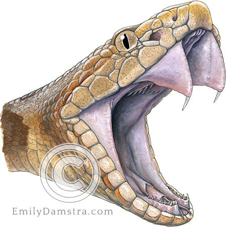 Northern copperhead fangs illustration agkistrodon