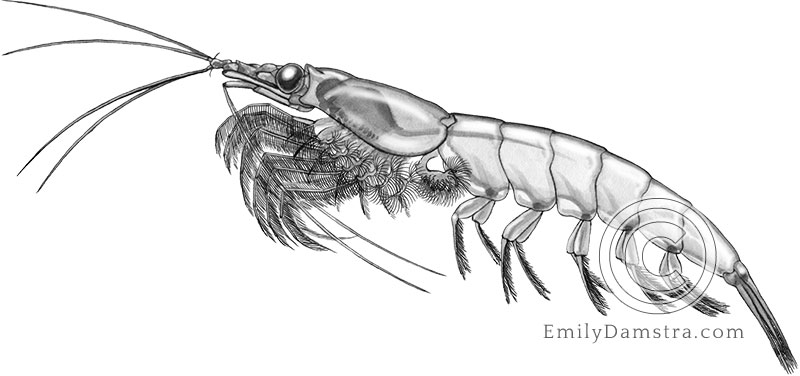 Northern krill illustration Meganyctiphanes norvegica
