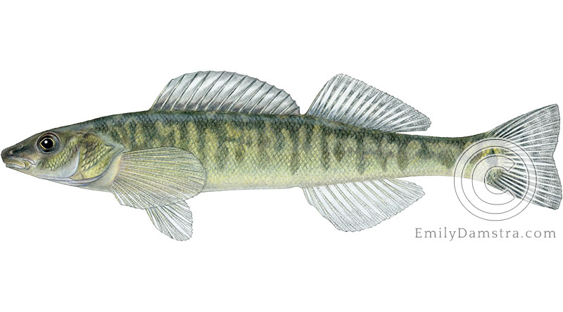 Logperch Percina caprodes illustration