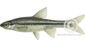 Blackchin shiner illustration Notropis heterodon