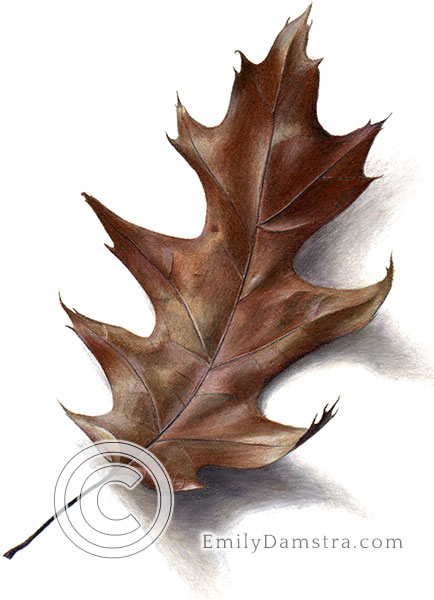 Autumn red oak leaf illustration