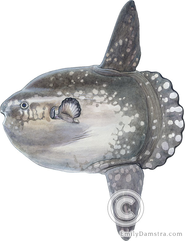 Ocean sunfish illustration Mola mola