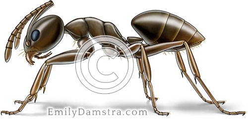 Odorous house ant or Coconut ant illustration Tapinoma sessile