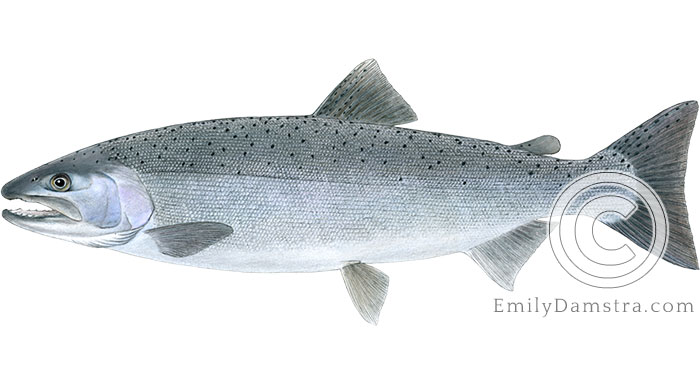 Coho salmon Oncorhynchus kisutch illustration