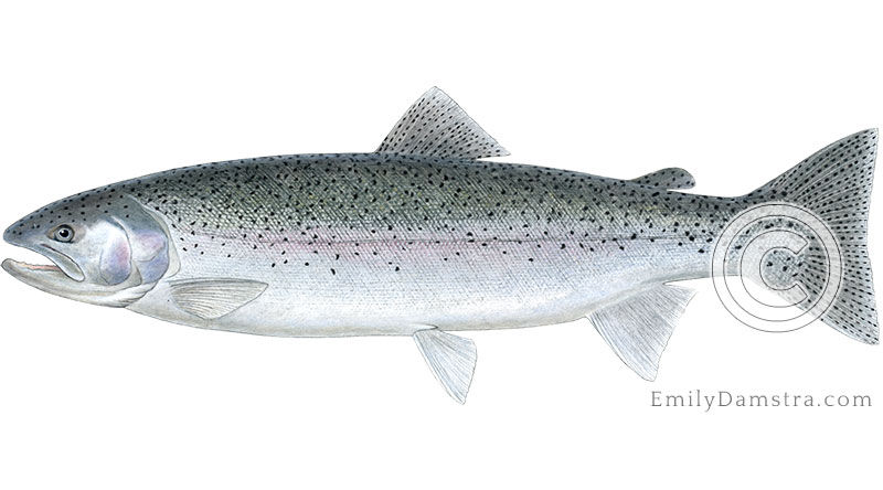 Steelhead Rainbow Trout Oncorhynchus mykiss illustration