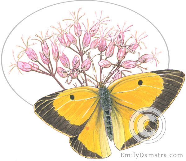 Illustration orange sulphur Joe-pye-weed Colias eurytheme Eupatorium maculatum