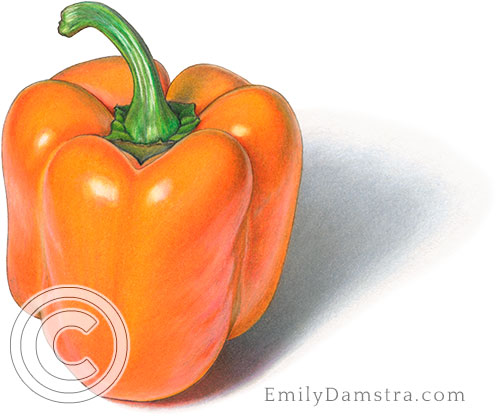 Orange pepper illustration