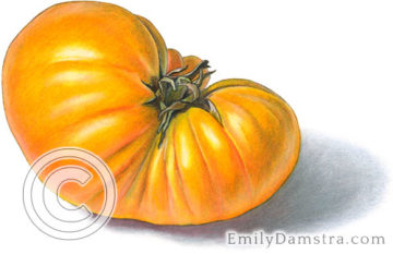 heirloom tomato art