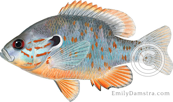 Orangespotted sunfish Lepomis humilis illustration