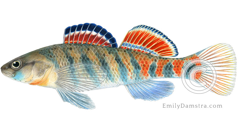 Orangethroat darter illustration Etheostoma spectabile