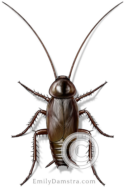 Oriental cockroach illustration Blatta orientalis
