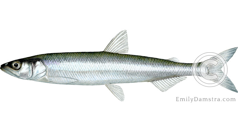 Rainbow smelt Osmerus mordax illustration