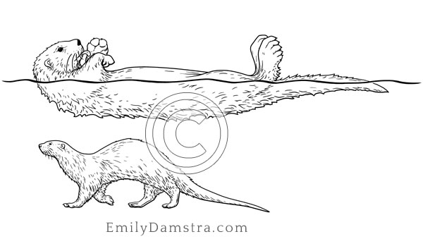 Sea otter and River otter comparison illustration