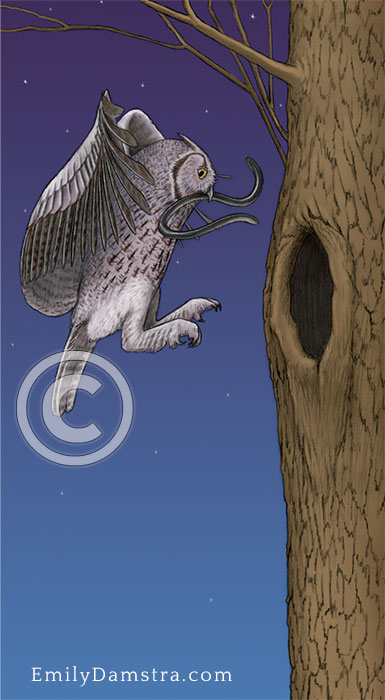 Illustration of screech owl blind snake