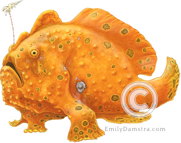 painted frogfish Antennarius pictus illustration